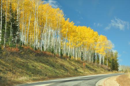 犹他州, 市园, 桦木, 黄色, 自然, 树木, 秋天