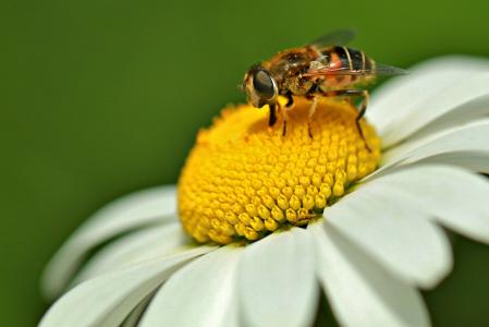 昆虫, 蚜, schwebbiene, 蜜蜂, 动物, 玛格丽特, 开花