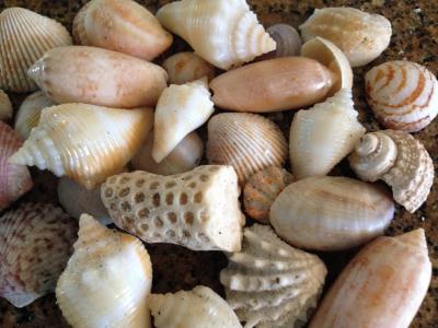 壳, 海贝壳, 海, 贝壳, 海滩, 佛罗里达州, 海洋