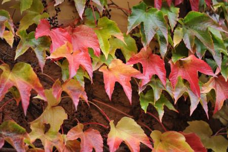 叶子, 秋天, 自然, 红色, 冬叶, 橙色