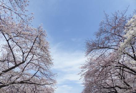 樱花, 日本, 樱桃, 自然, 花, 树, 开花