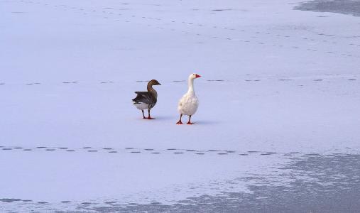 鹅, 雪, 冰, 鸟, 白色, 动物, 冬天