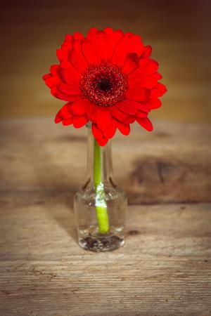 非洲菊, 花, 开花, 绽放, 红色, 植物, 红花花瓶