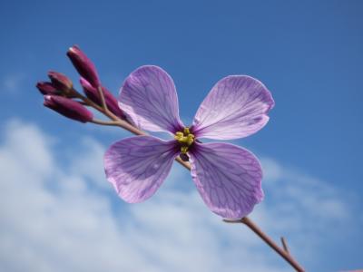 野生花卉, 花, 四个花瓣, 粉色, 茧, 天空, 蓝色