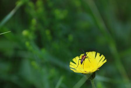 甲虫, 花, 夏季, 阳光明媚, 自然, 黄色, 绿色