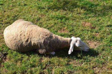 羊, 卧羊, 休息, 草