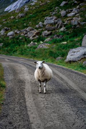 羊, 道路, 绵羊在路, 动物, 景观, 自然, 旅行