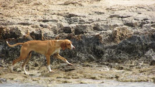 狗, 流浪, 徘徊, 海滩, 动物, 自然, 宠物