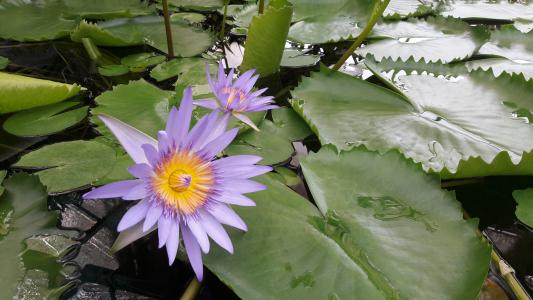 睡莲, 花, 水, 浇花, 紫色睡莲, 植物区系