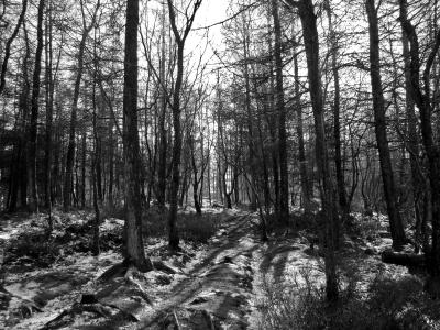 黑色和白色, 林地, 森林, 阴影, 冬天, 裸, 树木