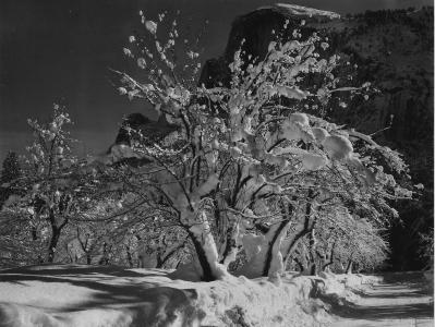 优胜美地国家公园, 加利福尼亚州, 树上苹果, 树木, 黑色和白色, 1933, 自然