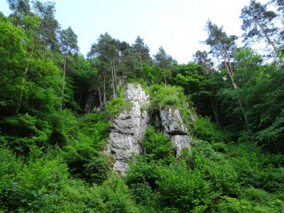 岩石, 树, 景观, 自然, 波兰, 行政区, 植被