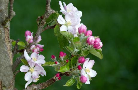 苹果树上的花, 树上苹果, 苹果树花, 开花, 绽放, 春天, 果园