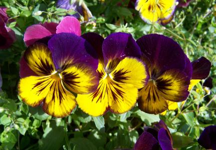 紫色和黄色三色堇, 花卉园, 春天