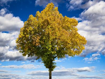 秋天, 树, 金色的秋天, 叶子, 心情, 天空, 秋天的颜色