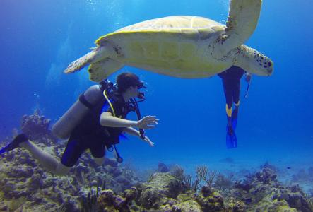 潜水员, 海龟, 墨西哥, 水肺潜水, 海, 瓶, 蓝色