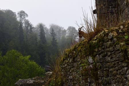 墙上, 皮埃尔 ·, 动物群, 羚羊, 森林, 前, 墙上的石头