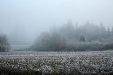 俄勒冈州, 雪, 弗罗斯特, 字段, 雾, 自然, 冬天