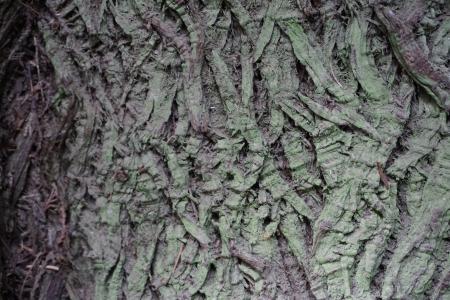 树的树皮, 纹理, 大教堂树丛, 维多利亚 bc, 自然