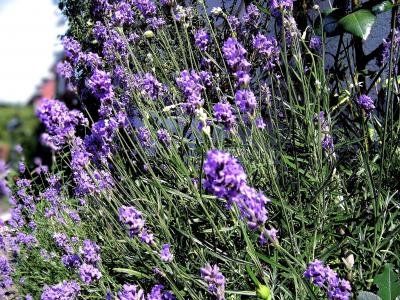 紫色, 熏衣草, 薰衣草花香, 薰衣草, 自然, 花, 夏季