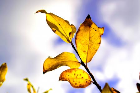 自然, 秋天, 秋天的叶子, 秋天的性质