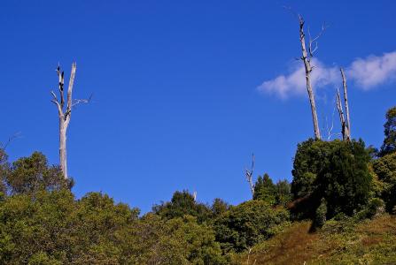 景观, 树木, 死树, 绿色, 澳大利亚