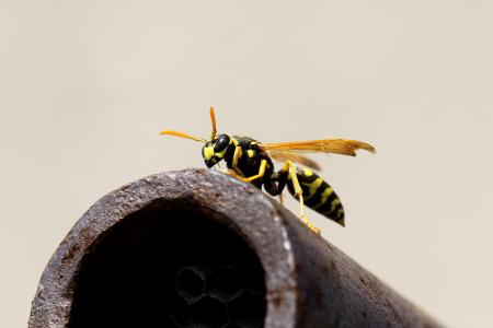 黄蜂, 宏观, vosika 法语, 昆虫