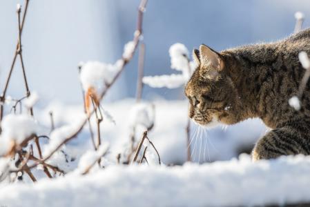 猫, 冬天, 雪, 家猫, 宠物, 偷袭, 自然