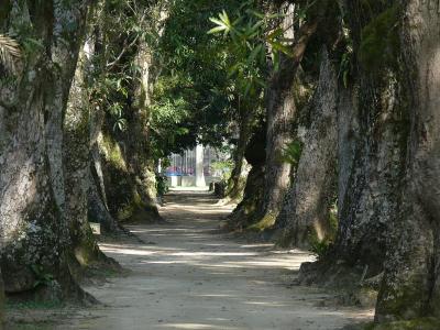 巴西, 在里约热内卢, 植物园, 树, 木材