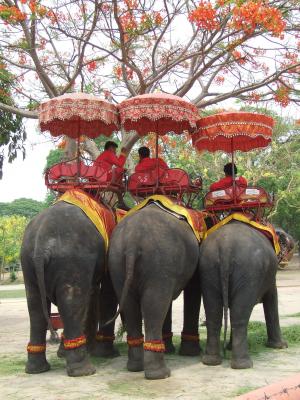 大象, 泰国, 厚皮类动物, 亚洲, 象, 休息, 大象骑