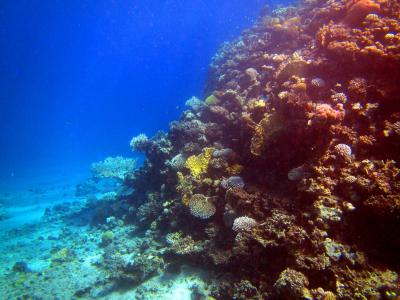 红海, 珊瑚, 鱼, 埃及, 跳水, 水下, 海底世界