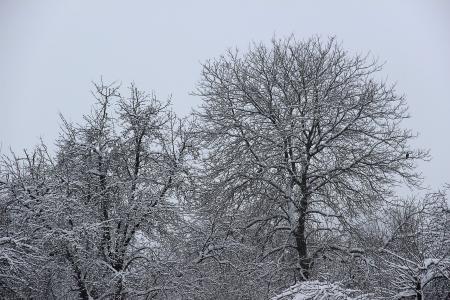 冬天, 雪, 寒冷, 感冒, 白色, 树木, 景观
