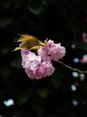 观赏樱桃, 樱花, 日本的樱花树, 杏仁开花, 开花, 绽放, 树