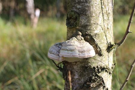 树真菌, 蘑菇, 树, 树上的蘑菇, baumschwamm, 自然