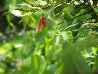 蜻蜓, 红蜻蜓, 昆虫, 蕨类植物, 绿色