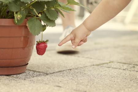 草莓, 显示, 红色, 手指, 手, 儿童, 水果
