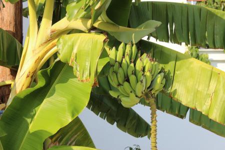 香蕉, 棕榈, 树, 香蕉, 水果, 自然, 食品