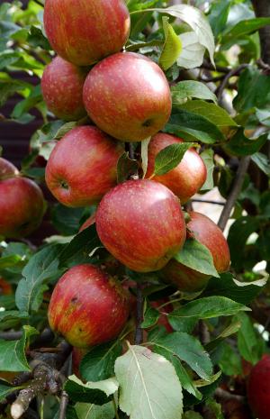 苹果, 水果, 树上苹果, 食品, 健康, 有机, 新鲜