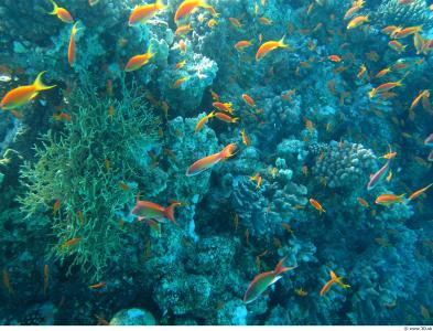 海洋生命, 在水之下, 多彩, 鱼, 珊瑚, 海, 动物