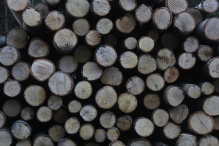 木材, 日志, 森林, 树, 木材, 木材, 堆栈