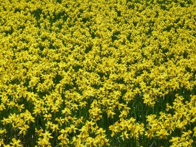 水仙花, 水仙花领域, osterglocken, 黄色, 春天, 开花, 绽放
