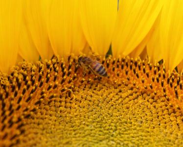 向日葵, 花, 蜜蜂, 蜜蜂, 养蜂, 黄色