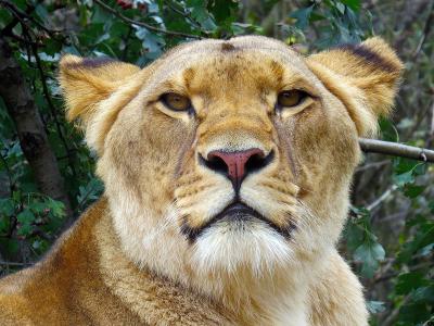 狮子, 母狮, 猫, 公共记录, 捕食者, 动物园, 非洲