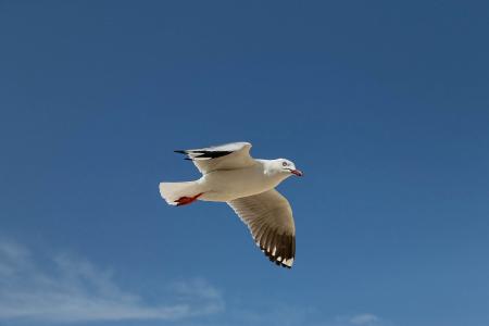 海鸥, 飞翔的鸟, 天空