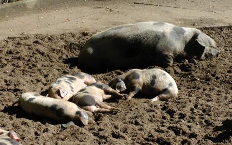 bunte bentheimer 猪, 母猪, 猪, 小猪, 睡眠, 放松, bentheimer 乡下猪
