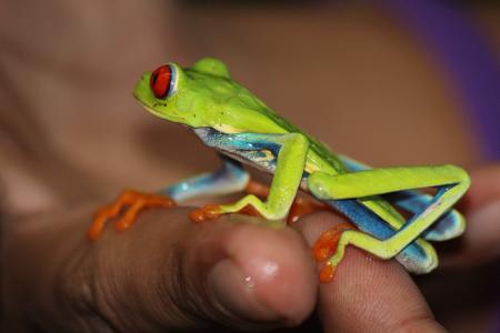 青蛙, 哥斯达黎加, 光明, 生动, 丛林, 异国情调, 动物