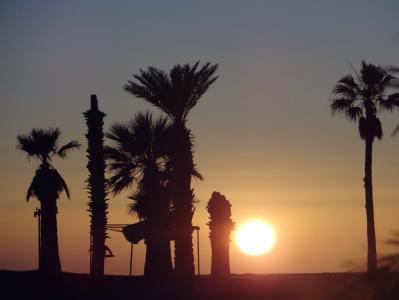 日落, 海滩, 海, 棕榈树, 墨西哥, 圣卡洛斯