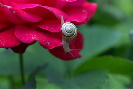 蜗牛, 上升, 花瓣, 壳, 露水, 自然, 特写