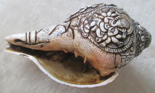 蜗牛, 壳, 海, 蜗牛的壳