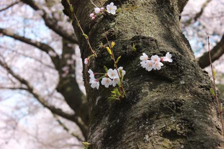 济洲岛, 樱花, 济州国立大学, 春天, 花, 植物, 自然